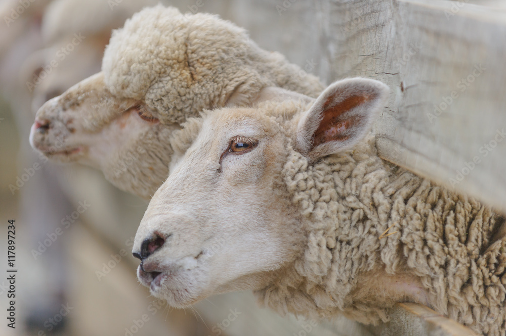 Obraz premium sheep breeding and farming - Schaf Aufzucht 