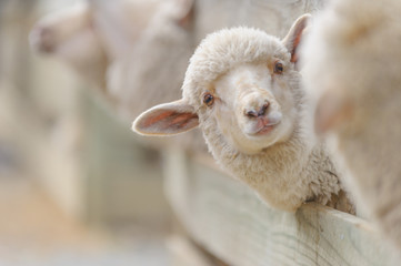 Ingelijste posters Schaap Schapenfokkerij op landelijke boerderij  © artepicturas