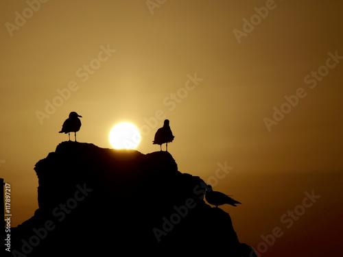 Seagulls on backlight in sunset