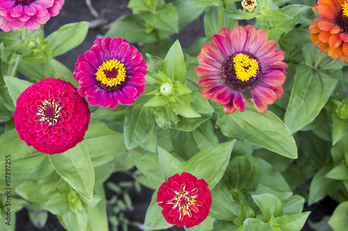 Color flowers on summer day. Background abstract