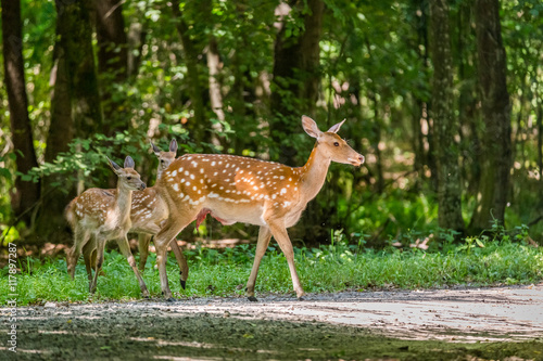 Wounded deer mother with two newborn calf crosses the road. Wildlife series.