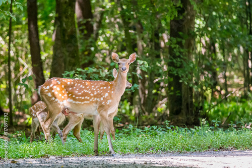 Wounded deer mother with two newborn calf crosses the road. Wildlife series. © Garmon