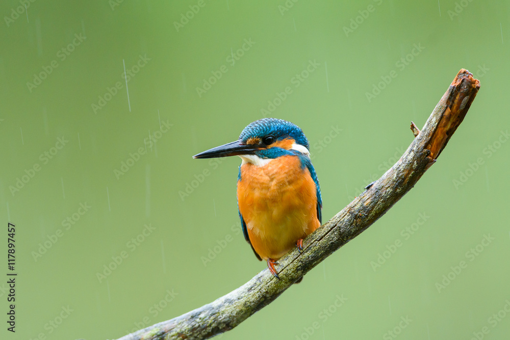 Obraz premium Eisvogel auf Ansitz Ast - kingfisher 