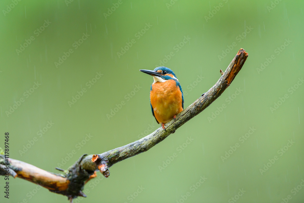 Eisvogel auf Ansitz Ast - kingfisher Eisvogel auf Ansitz Ast - kingfisher