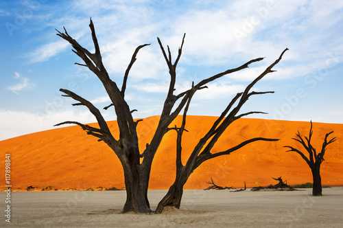 Trees and red dunes in the Dead Vlei, Sossusvlei, Namibia, concept for travel in Africa