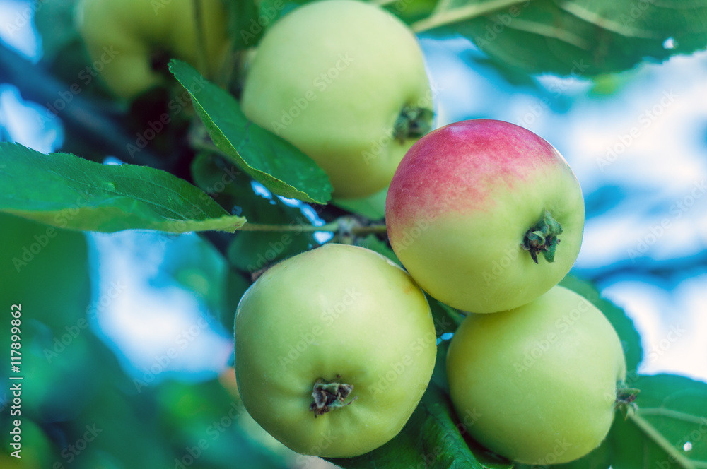 ripe apples on a branch ripe apples on a branch