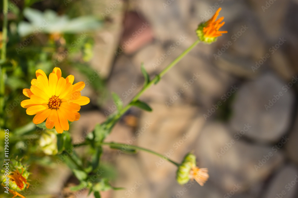 bright colorful flowers in green summer garden bright colorful flowers in green summer garden