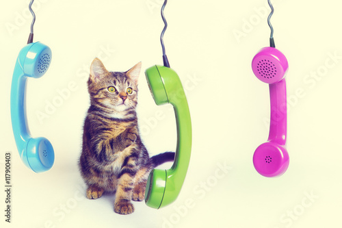 Fototapeta Naklejka Na Ścianę i Meble -  Katze am Telefon