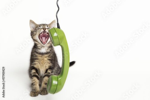 Katze im Gespräch am Telefon