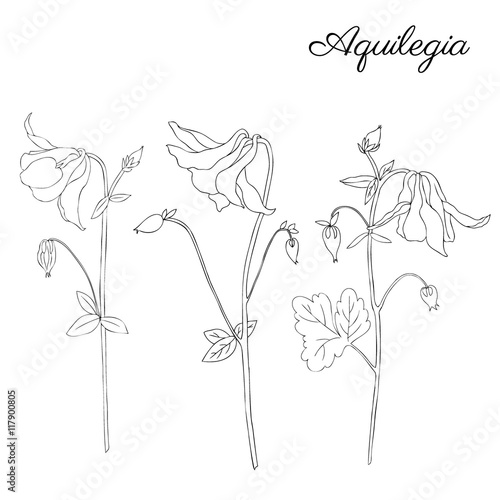 Fototapeta Aquilegia flower hand drawn graphic vector botanical illustration, doodle ink sk