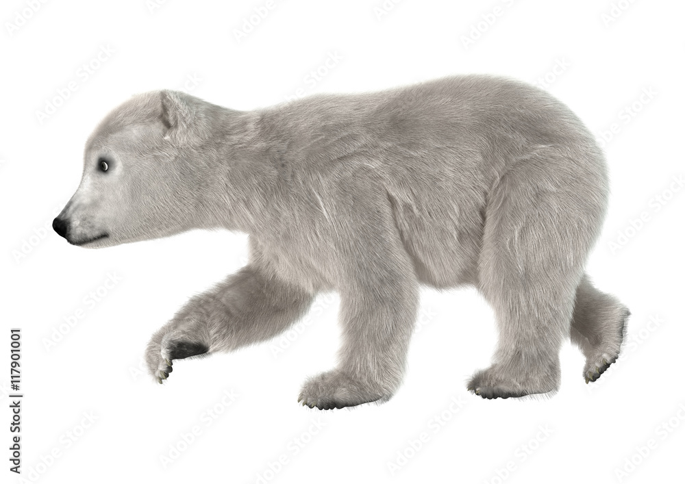 3D Rendering Polar Bear Cub on White 3D Rendering Polar Bear Cub on White