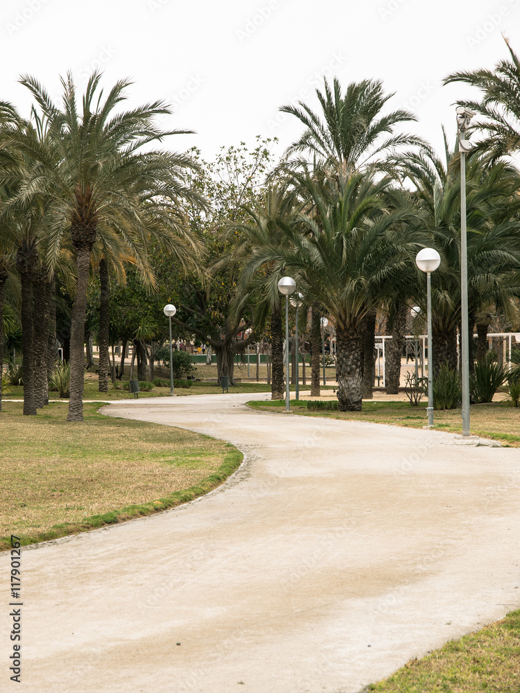 Camino de tierra en un parque con palmeras Camino de tierra en un parque con palmeras