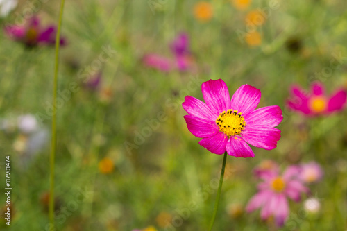 bright colorful flowers in green summer garden © photo_superteam