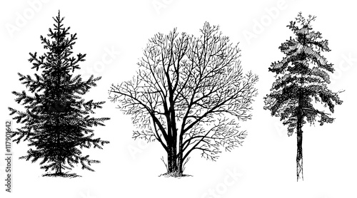 Set of tree silhouettes. Shading painting. Vector photo