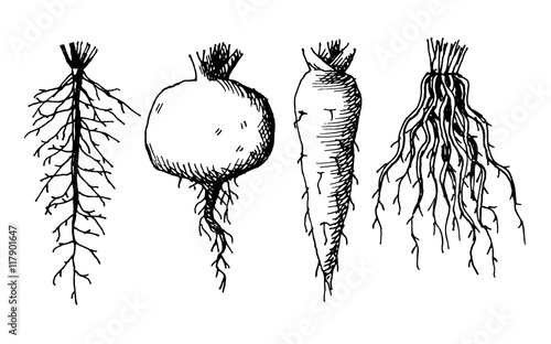 Drawing root vector in black and white
