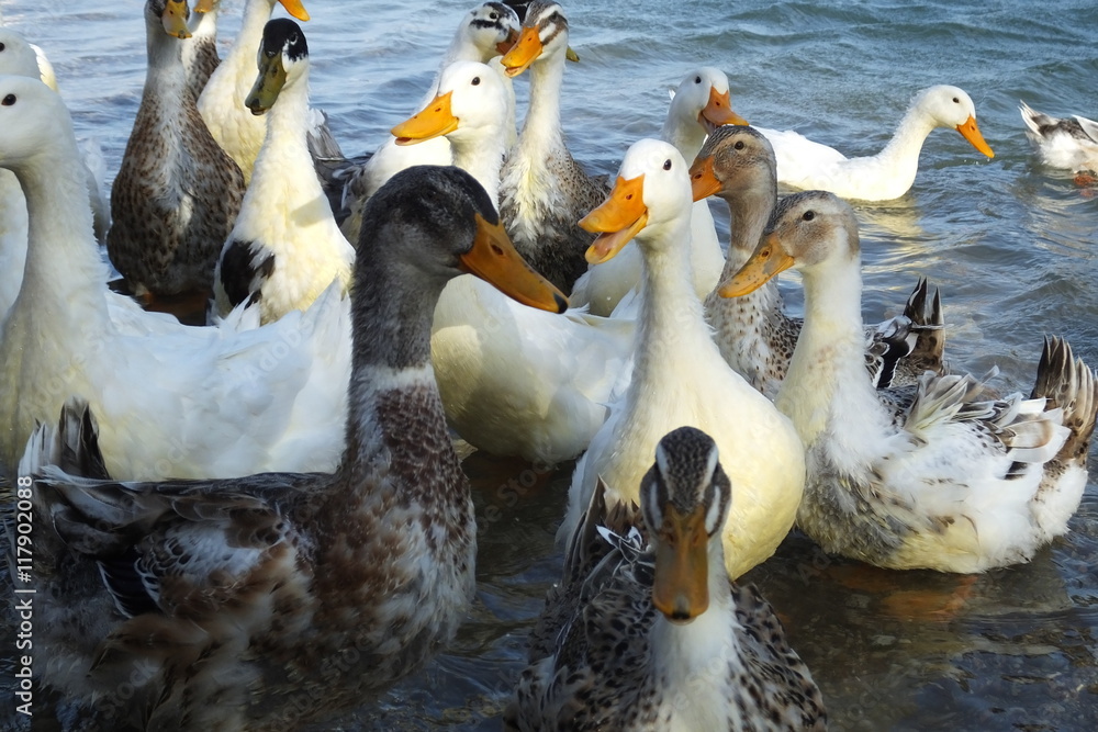 Obraz premium denizde kazlar