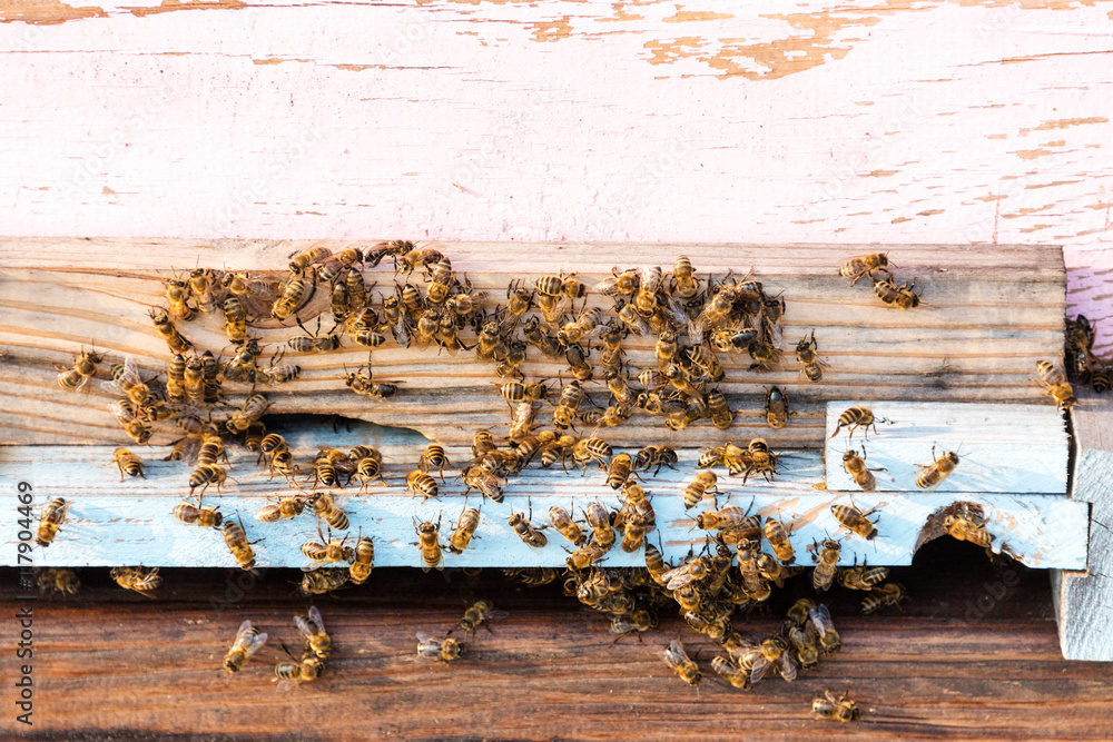 Honey bees swarming and flying around their beehive.