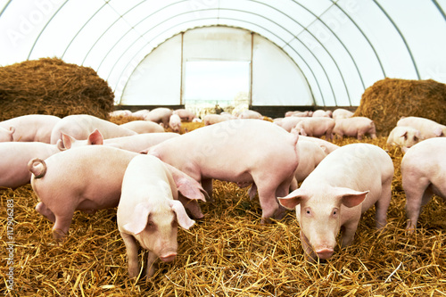 Herd of young piglet at pig breeding farm