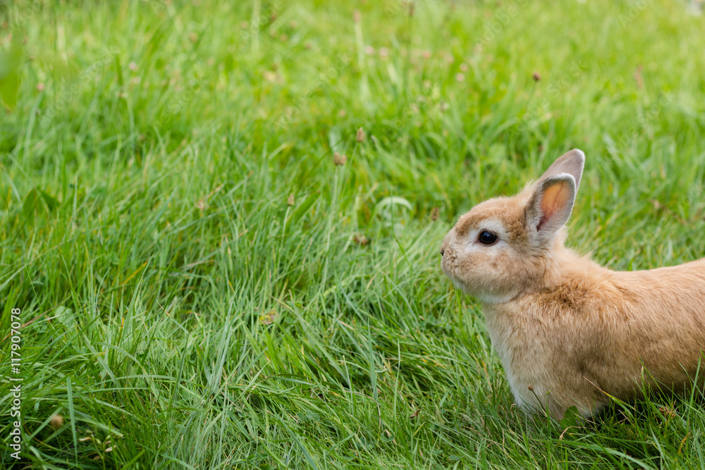 Fototapeta premium mały brązowy królik na zielonej trawie w letnim ogrodzie