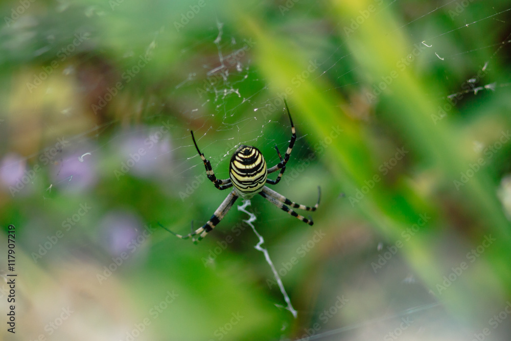 Yellow-black spider (Argiope bruennichi) Yellow-black spider (Argiope bruennichi)