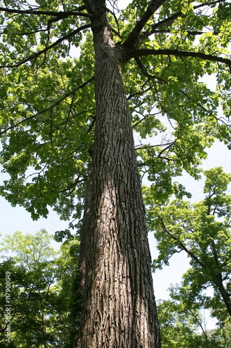 Straight stretch tree