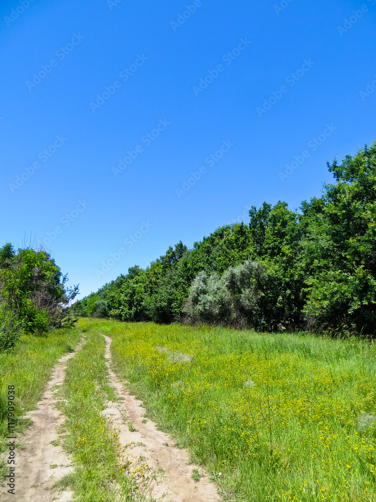 Summer landscape with green trees