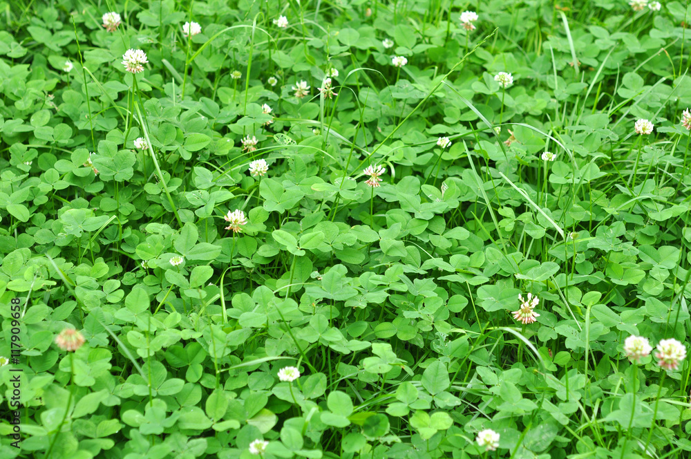 Fototapeta premium Green spring clover meadow (field) outdoor