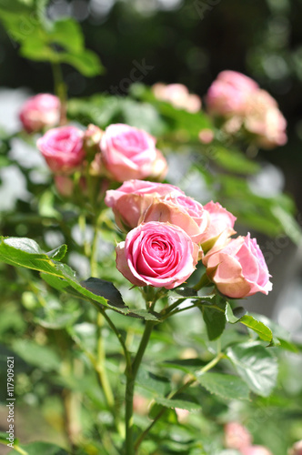 Pink Rose Flowers In Nature In Summer