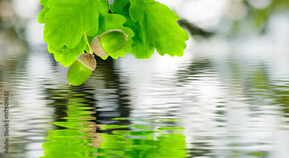 image of oak leaves over the water image of oak leaves over the water