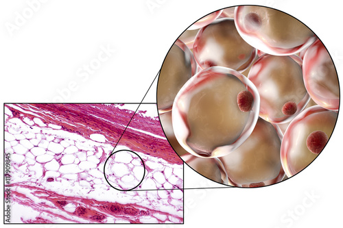 White adipose tissue (fat cells), light micrograph and 3D illustration, hematoxilin and eosin staining, magnification 100x. Fat cells (adipocytes) have large lipid droplet which remains unstained photo