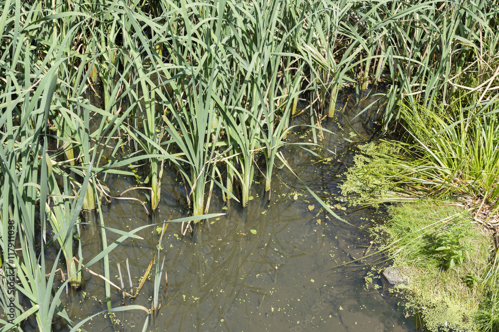 Lake and reeds. Lake and reeds.
