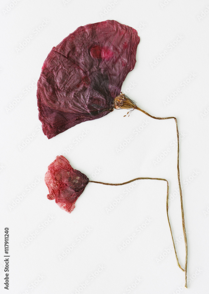 Fototapeta premium poppy dried pressed flowers on a white paper