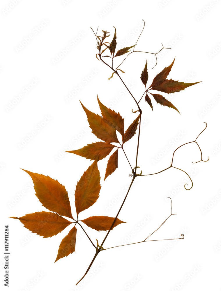 Pressed dry branch of wild grapes with autumn leaves isolated on Pressed dry branch of wild grapes with autumn leaves isolated on