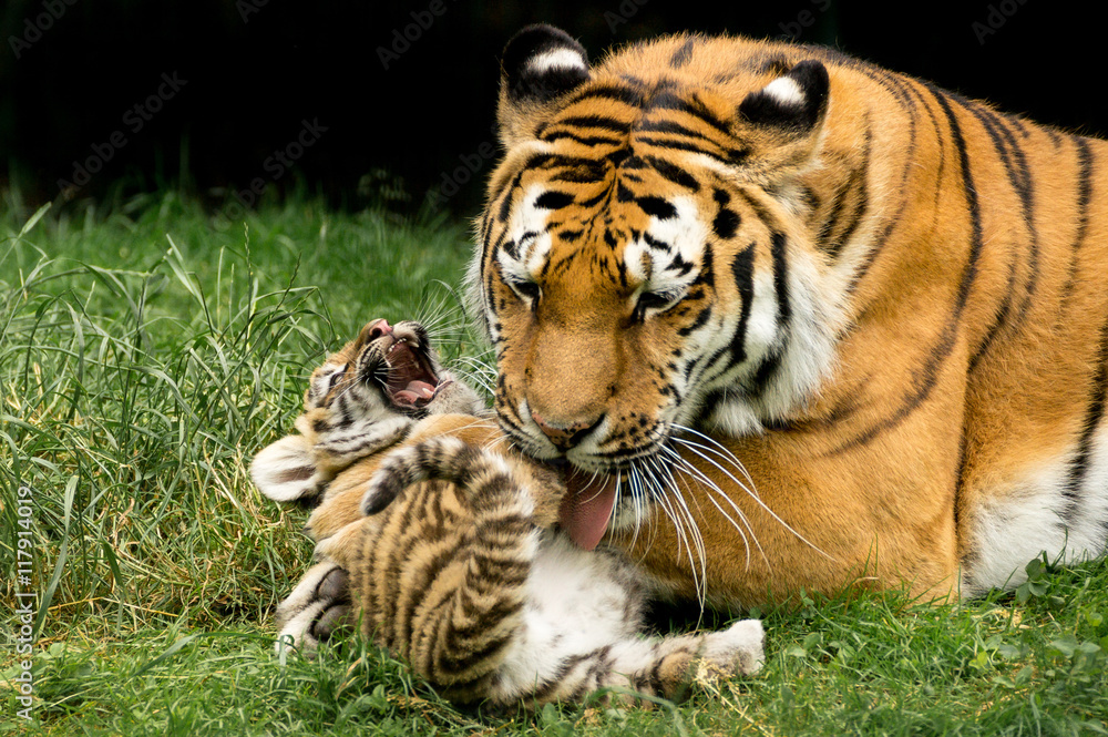 kleiner Amur Tiger wird von der Mutter geleckt kleiner Amur Tiger wird von der Mutter geleckt