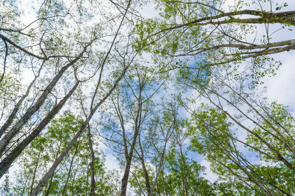 Fototapeta premium Rubber plantation branch up risen view