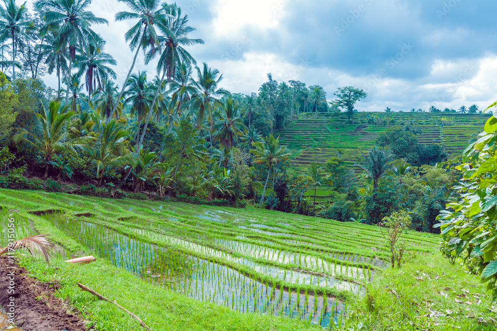 Landscape with Rice Field and Jungle, Bali