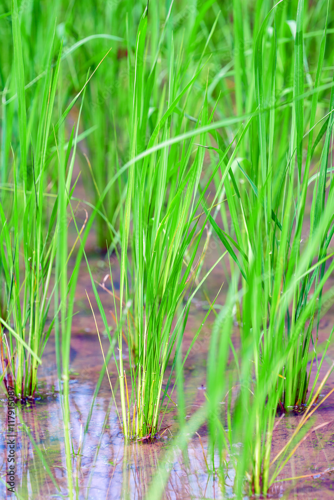 Obraz premium Closeup of Fresh Green Rice Plants