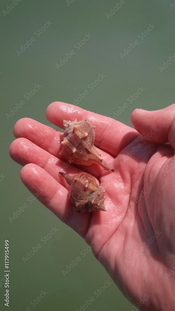 Obraz premium conchiglie appena raccolte dal mare