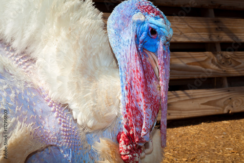 Profile of a Live Turkey with Long Snood