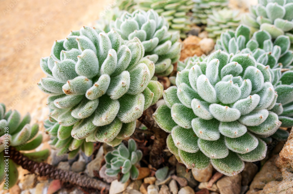Succulent Cactus Plant in the Garden. Succulent Cactus Plant in the Garden.
