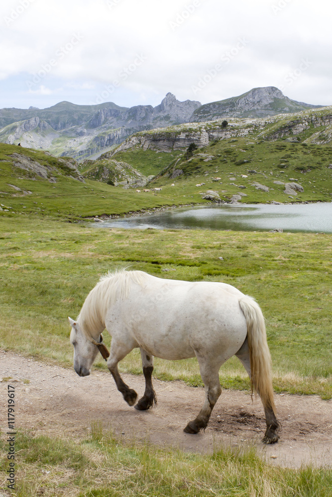 white horse walking with his back towards you, near a lake between mountains in France