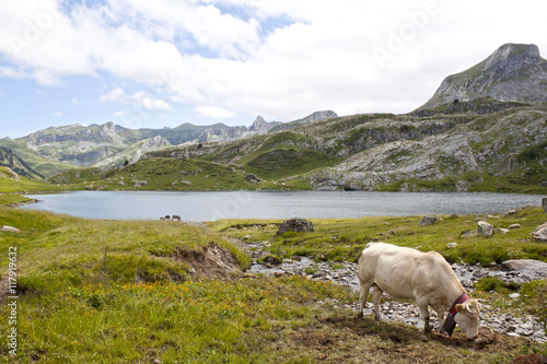 White cow grazing in the mountain near a lake in Ayous Lakes, Pyrenees, France