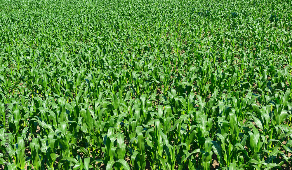 Corn field background. Top view.