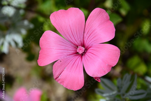 Beautiful pink Hollyhock
