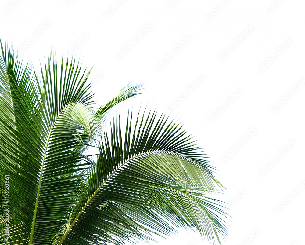coconut leaves on white background coconut leaves on white background