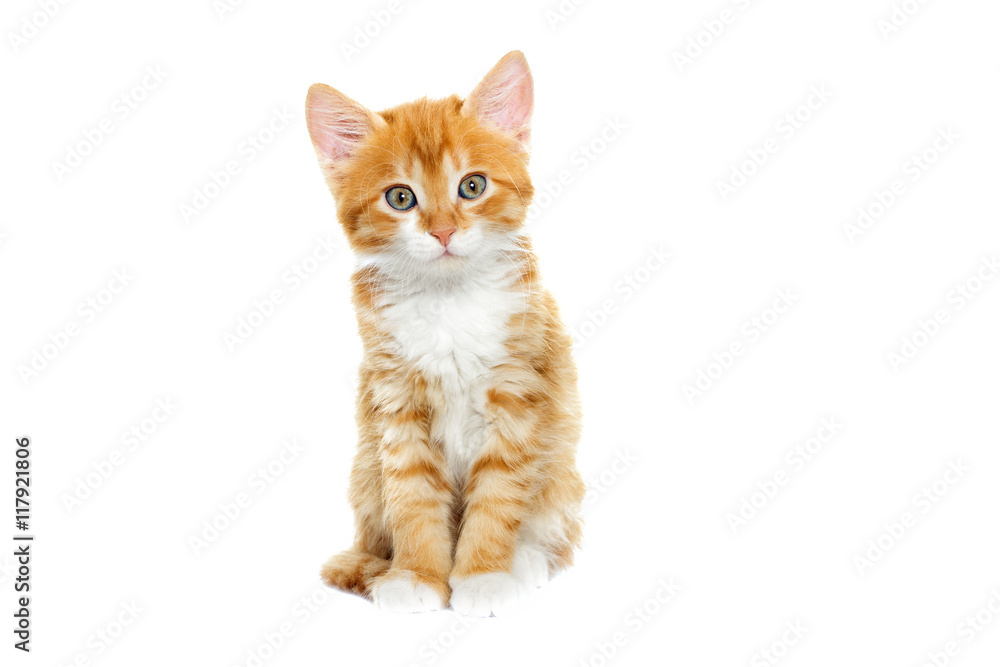 Playful red kitten on a white background isolated