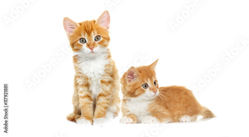 Playful red kitten on a white background isolated