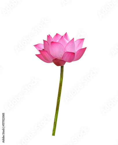 Lotus flower  on white background.