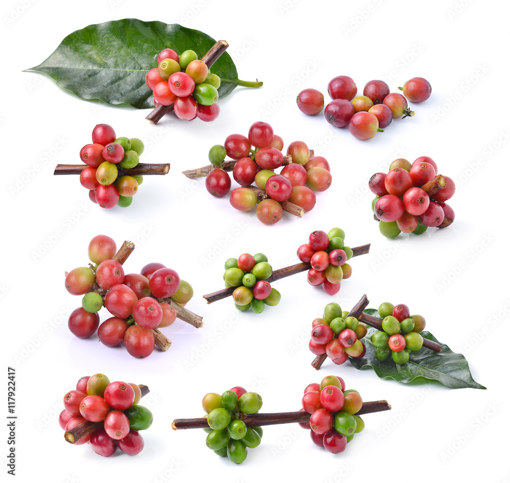 fresh coffea on white background fresh coffea on white background