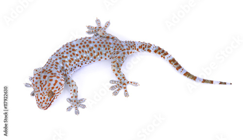 gecko  isolated on  white background